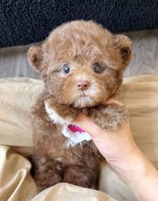 Mini poodle -Boy