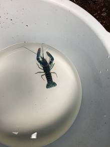 udang kara