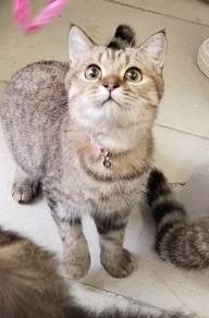 Tabby BSH shorthair 