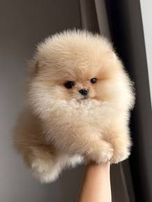 Innocent Pomeranian Lion Cub Puppy Puppy Dog