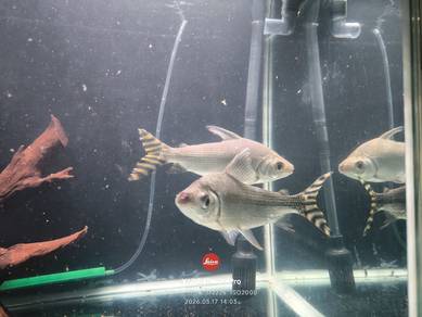 fei fong yellow tail 