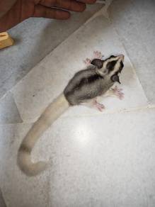 sugar glider