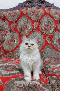 Persian 