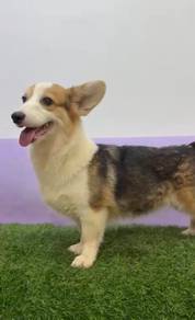 Corgi female 2 years old for rehome