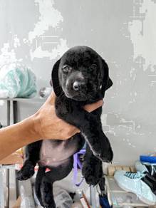 Labrador black with cert