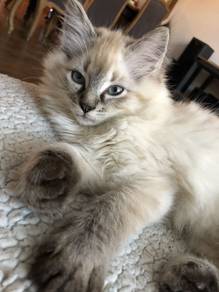 Siamese mix ragdoll kitten