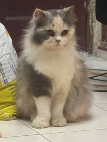 DLH untuk di jual bulu kembang
