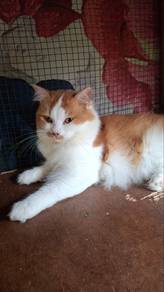 Kucing Parsi