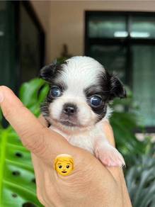 Mini chiwawa -boy 