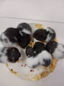 hamster syrian 