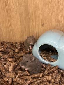 Campbell Rex Hamster for Sale