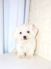 J0534 Maltese Fluffy Bear Puppy