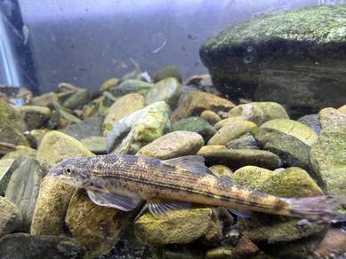Hillstream Loach from the genus Pseudohomaloptera