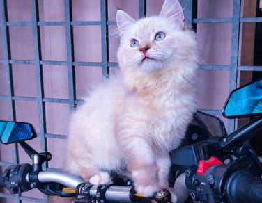 Ragdoll Kitten