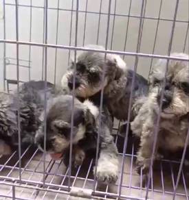 Home breed schnauzer