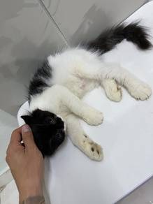 American Curl x Persian