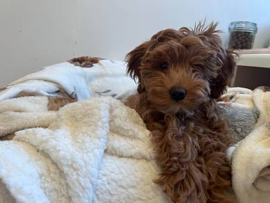 B9275 Velvety Maltipoo tiny curly dog with soft co