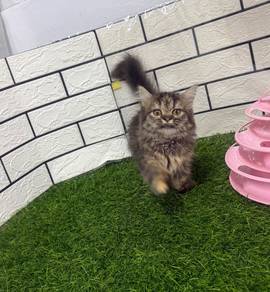 Munchkin longhair kitten
