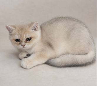British Shorthair BSH Blue Golden Ay12