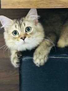 Kucing British Long Hair Jantan Cat BLH