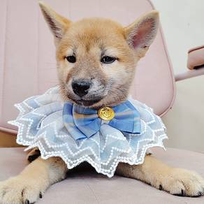 Shiba