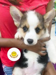 CC9500 Corgi tri color puppies dogs