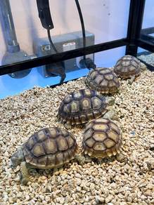 sulcata