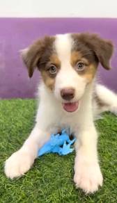 Border collie tri color mka certificate microchip
