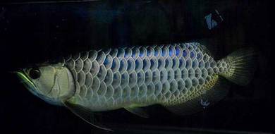 arowana MGBB golden crossback 15 inch