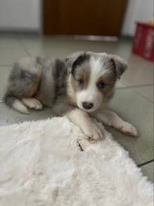 Blue Merle Tri Border Collie