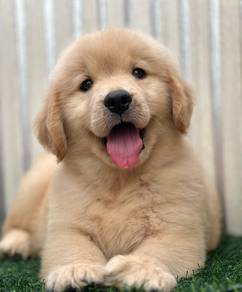 Golden retriever High Quality Male