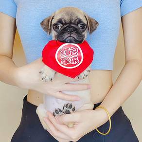 Pug