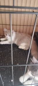 Kucing Mix British Shorthair