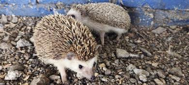 landak mini/hedgehog