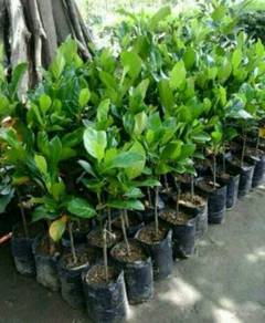 Nangka Madu J33