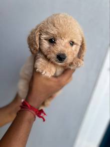 maltipoo.