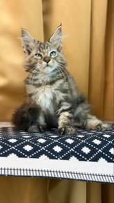 mainecoon kitten