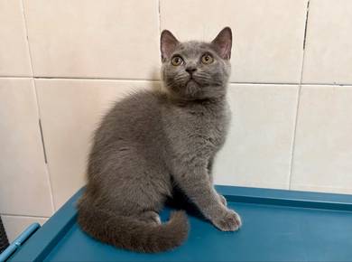 BSH - British Shorthair