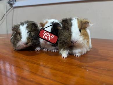 guinea pig