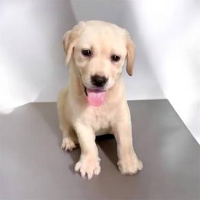Labrador mka puppy offer