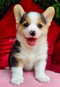 CORGI PUPPIES C141 Available  Male & Female
