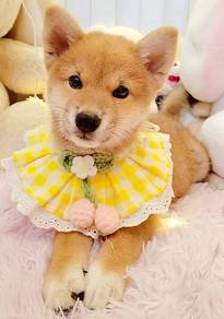 Shiba Inu