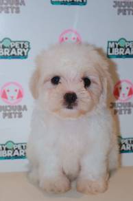 f22 Adorable Maltipoo Dog
