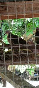 Spotted dove / Merbok
