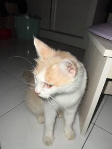 kucing free