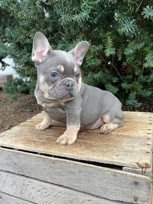 GQQ303222 French Bulldog lilac tan haired puppy