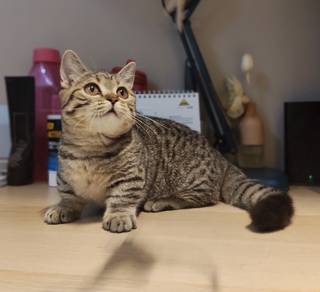 Super Short BSH munchkin Kitten Female
