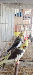 Burung