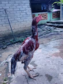 ayam sabung batang kaki