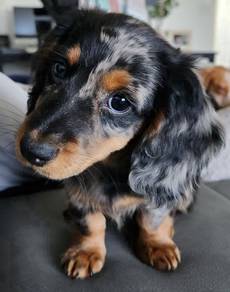 HHHT-3000 Merle Tan - Dachshund long haired puppy
